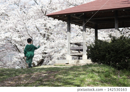 A boy playing in a park with cherry blossoms in full bloom. A boy playing in a park with cherry blossoms in full bloom. 142530163