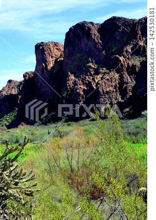 Salt River Recreation Area Arizona Salt River Recreation Area Arizona 142530181