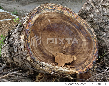 Freshly cut tree trunk showing detailed annual growth rings Freshly cut tree trunk showing detailed annual growth rings 142530301