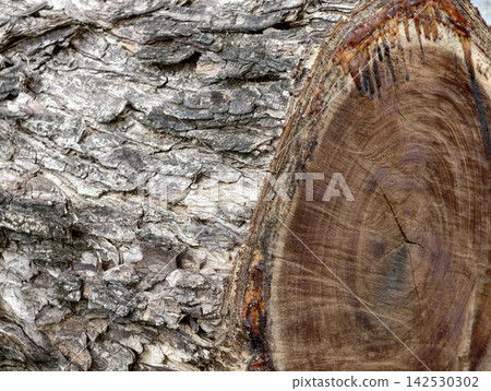 Closeup of tree bark and freshly cut wood texture 142530302