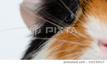 A close-up of a short-haired guinea pig gazing out the window. A close-up of a short-haired guinea pig gazing out the window. 142530417