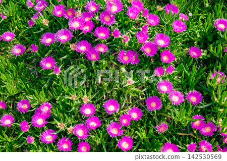 purple flowers in a clearing purple flowers in a clearing 142530569