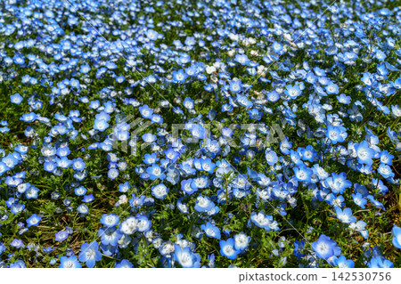 Blue Nemophila Blue Nemophila 142530756