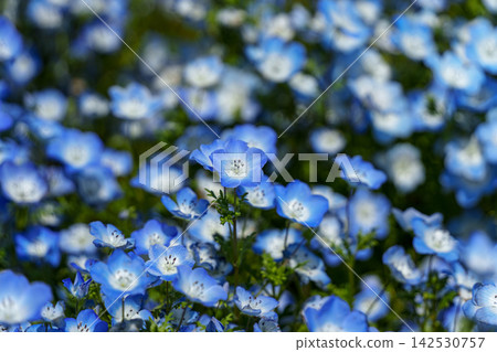 Blue Nemophila 142530757