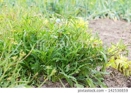 Several green plants arugula are visible in a garden setting. The plants are close to the ground with soil around them. Other green plants can be seen in the background 142530859