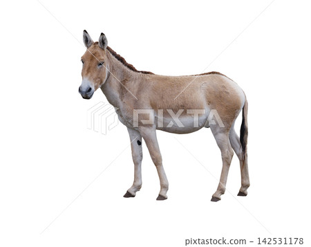 donkey (eguus hemionus) isolated on white background 142531178
