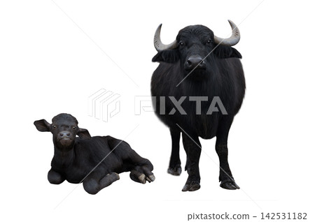 Carpathian buffalo and litle carpathian buffalo isolated on a white Carpathian buffalo and litle carpathian buffalo isolated on a white 142531182