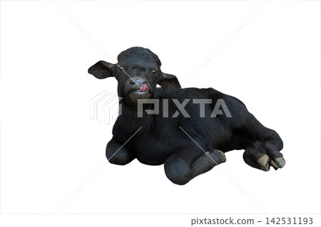 litle carpathian buffalo with tongue hanging out isolated on a white litle carpathian buffalo with tongue hanging out isolated on a white 142531193