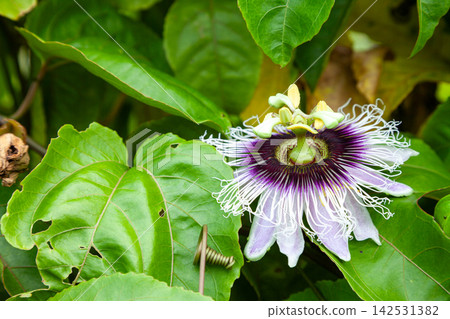 Passion fruit flowers and leaves Passion fruit flowers and leaves 142531382