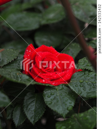A rose garden in Yamaguchi, where deep red roses glisten in the morning dew. A rose garden in Yamaguchi, where deep red roses glisten in the morning dew. 142531432