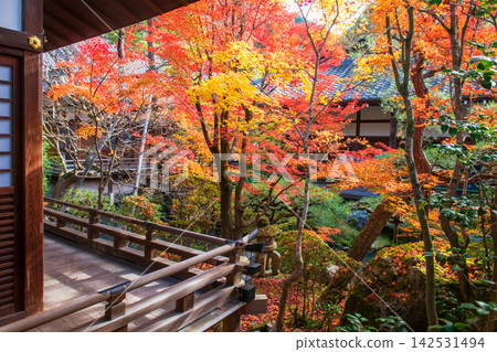 Eikando Zenrinji temple with beautiful leaf garden in autumn, Kyoto Eikando Zenrinji temple with beautiful leaf garden in autumn, Kyoto 142531494