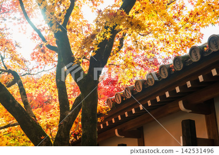Yellow maple leaves by roof of Eikan-do temple at autumn, Kyoto Yellow maple leaves by roof of Eikan-do temple at autumn, Kyoto 142531496
