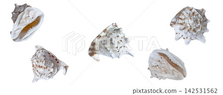 Lambis lambis spider conch seashell banner for malacology zoology mollusk summer beach tourism, travel and coastal decor Lambis lambis spider conch seashell banner for malacology zoology mollusk summer beach tourism, travel and coastal decor 142531562