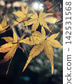 Yellow autumn leaves 142531568