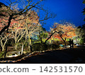 Atami Plum Garden Night View - Illuminated during the Autumn Foliage Season 142531570
