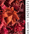 Fallen red maple leaves 142531571