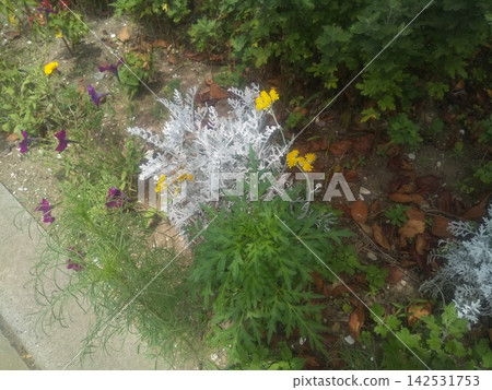 White dusty miller with yellow flowers White dusty miller with yellow flowers 142531753