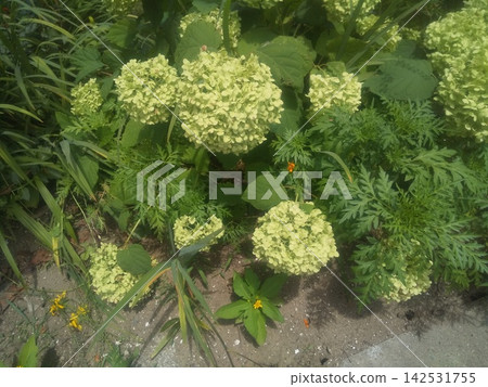 Enjoy the changing colors of Annabelle hydrangea Enjoy the changing colors of Annabelle hydrangea 142531755