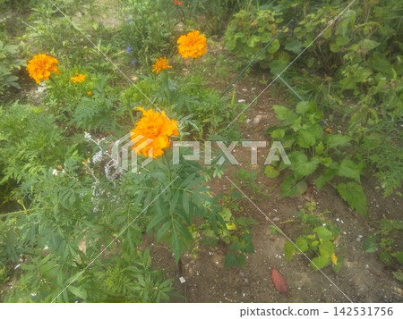 Orange marigold flowers 142531756