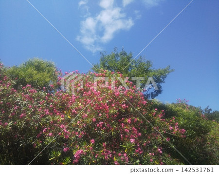 Summer flower: the red flowers of the oleander. Summer flower: the red flowers of the oleander. 142531761