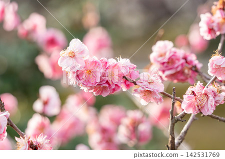 紅色李子開花的春天花 142531769