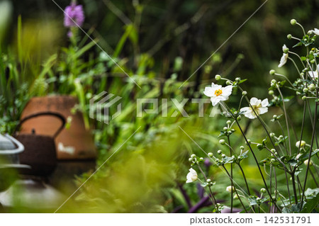 秋日花園裡盛開的白色銀蓮花 秋日花園裡盛開的白色銀蓮花 142531791