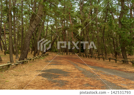 綠色公園的人行道 142531793