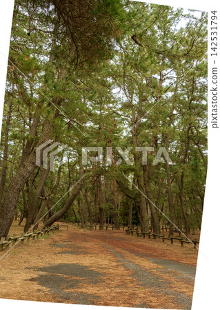 綠色公園的人行道 綠色公園的人行道 142531794