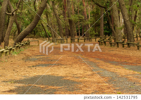 綠色公園的人行道 142531795
