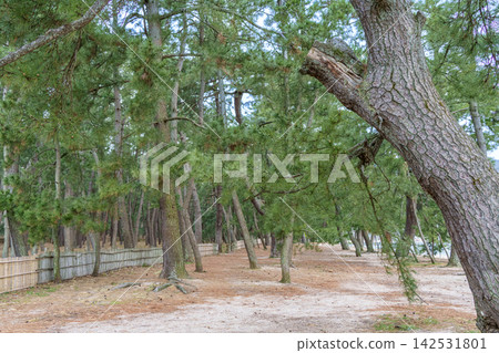 綠色公園的人行道 綠色公園的人行道 142531801