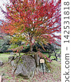 The Japanese maple tree is showing its autumn colors. 142531818