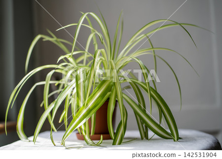 Spider plant with arching striped leaves growing in a brown pot on a sunlit table indoors. Spider plant with arching striped leaves growing in a brown pot on a sunlit table indoors. 142531904