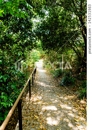Road of fallen leaves Road of fallen leaves 142531983