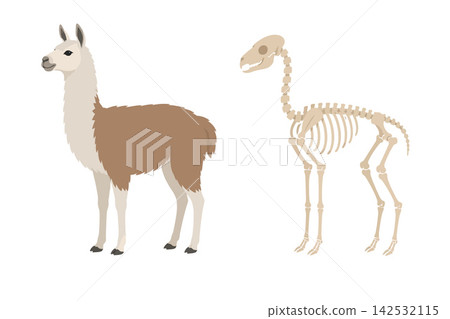 Vsai llama animal anatomy comparing skeleton and body illustration Vsai llama animal anatomy comparing skeleton and body illustration 142532115