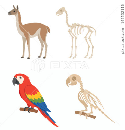 Vsai llama and parrot anatomy comparing skeleton and body Vsai llama and parrot anatomy comparing skeleton and body 142532116