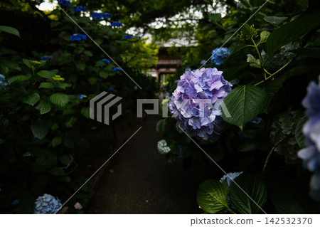 繡球花盛開在雨季的清除 繡球花盛開在雨季的清除 142532370