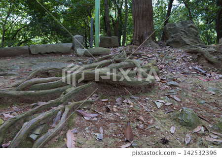 Large tree roots Large tree roots 142532396