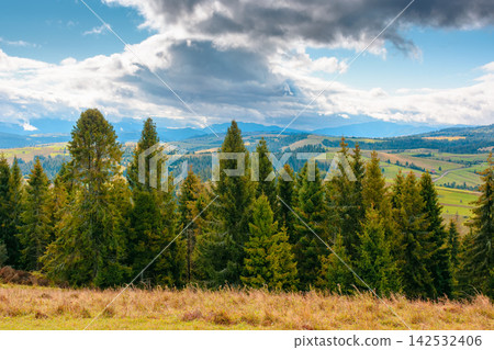 hillside of mountain range with coniferous forest and meadow. spruce trees on the green grassy hill. Carpathian countryside in autumn season. dynamic coudscape over mountain and forest hillside of mountain range with coniferous forest and meadow. spruce trees on the green grassy hill. Carpathian countryside in autumn season. dynamic coudscape over mountain and forest 142532406