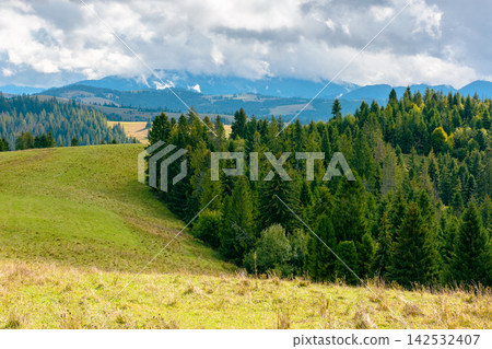 mountain landscape of ukraine with spruce forest. rural valley of podobovets in the distance. cloudy sky. serotinal background for carpathian countryside adventures mountain landscape of ukraine with spruce forest. rural valley of podobovets in the distance. cloudy sky. serotinal background for carpathian countryside adventures 142532407