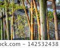 Bamboo grove in Japanese garden 142532438