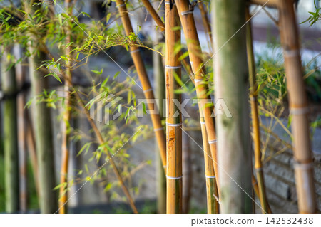 Bamboo grove in Japanese garden 142532438