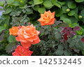 Orange roses wet with spring rain 142532445