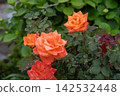 Orange roses wet with spring rain 142532448
