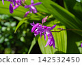 Bletilla flowers basking in the spring sunshine 142532450