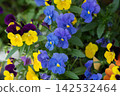 Brightly colored spring pansies 142532464