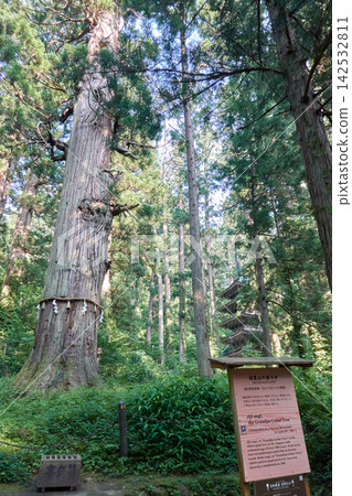 Hagurosan Mountain, Old Man Cedar Tree, Shimenawa (sacred rope) Hagurosan Mountain, Old Man Cedar Tree, Shimenawa (sacred rope) 142532811