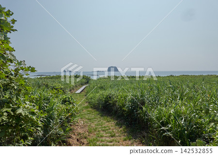 飛島草原狹窄小徑 飛島草原狹窄小徑 142532855