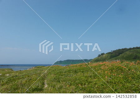 飛島：夏日天空下的草原花卉與海岸線 142532858