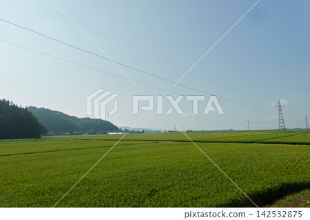莊內平原：夏日天空下的綠色稻田與電塔 142532875