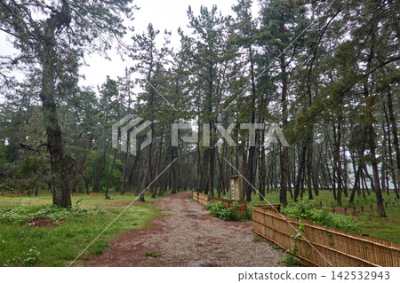 Kehi no Matsubara Pine Forest Walking Trail Kehi no Matsubara Pine Forest Walking Trail 142532943